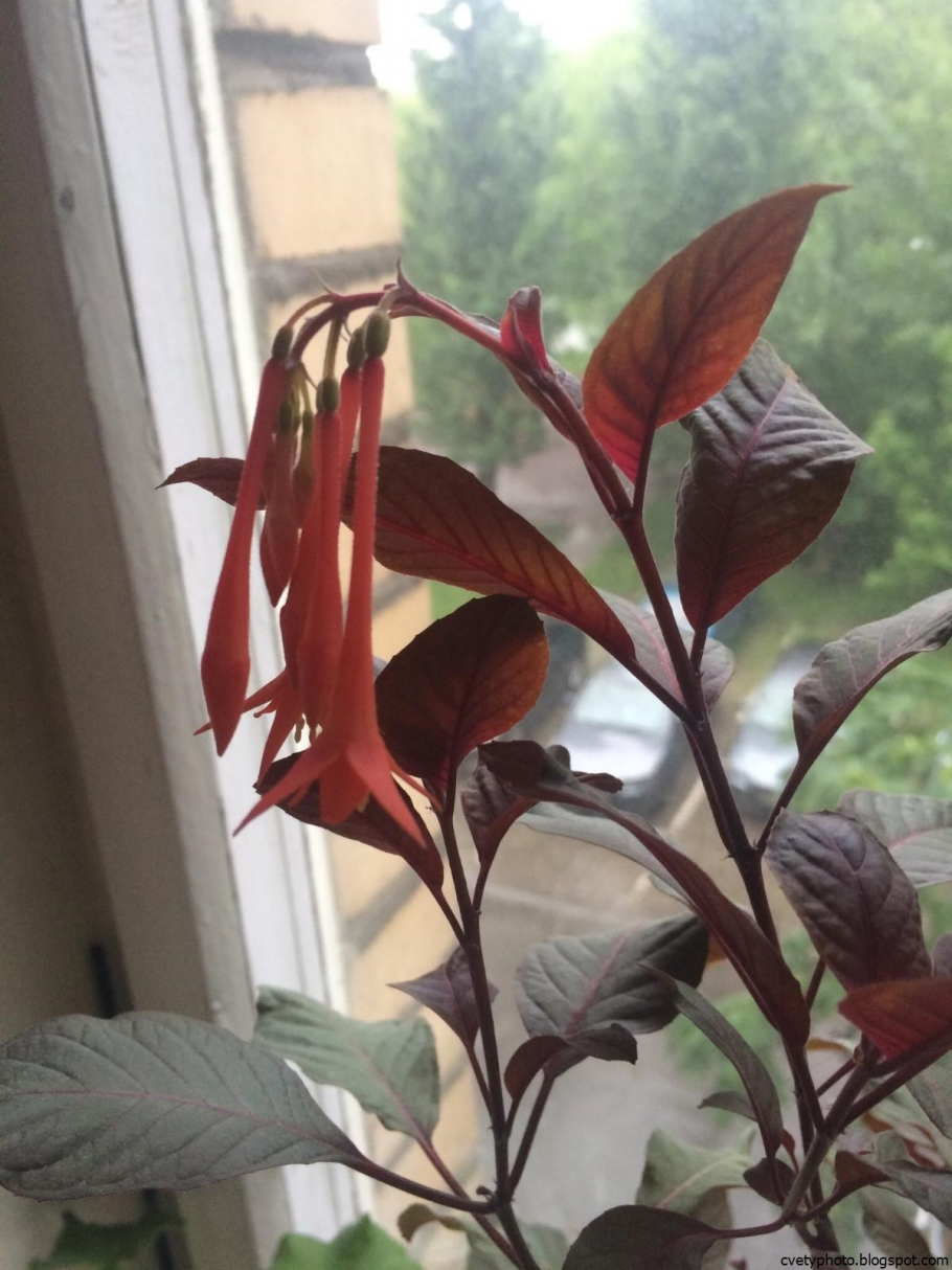 Краснолистная Лиана