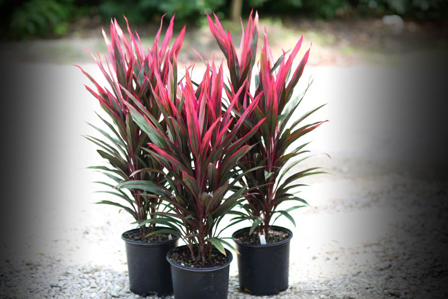 Кордилина кустарниковая Cordyline fruticosa