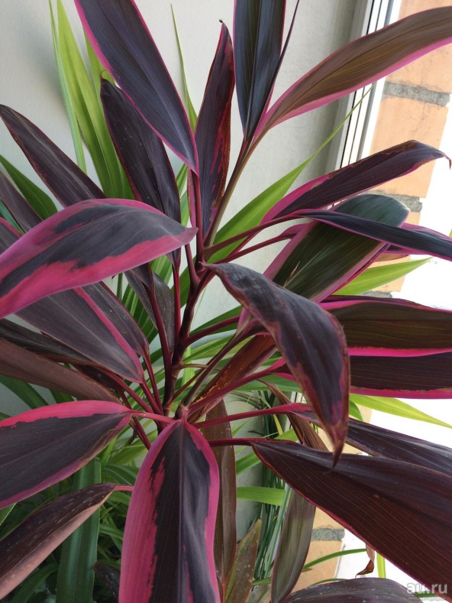 Кордилина терминалис