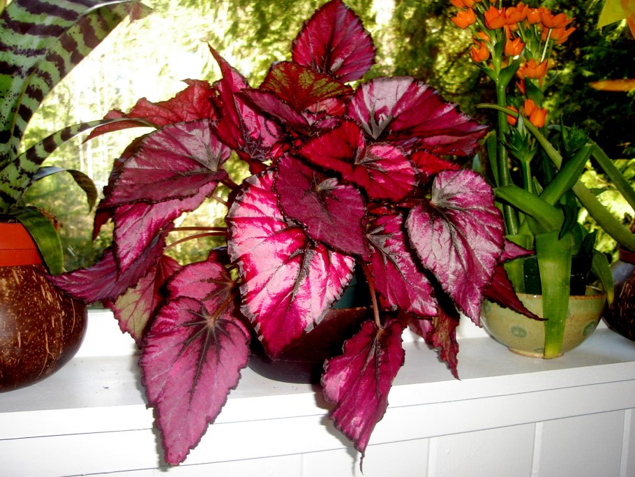 Бегония рекс