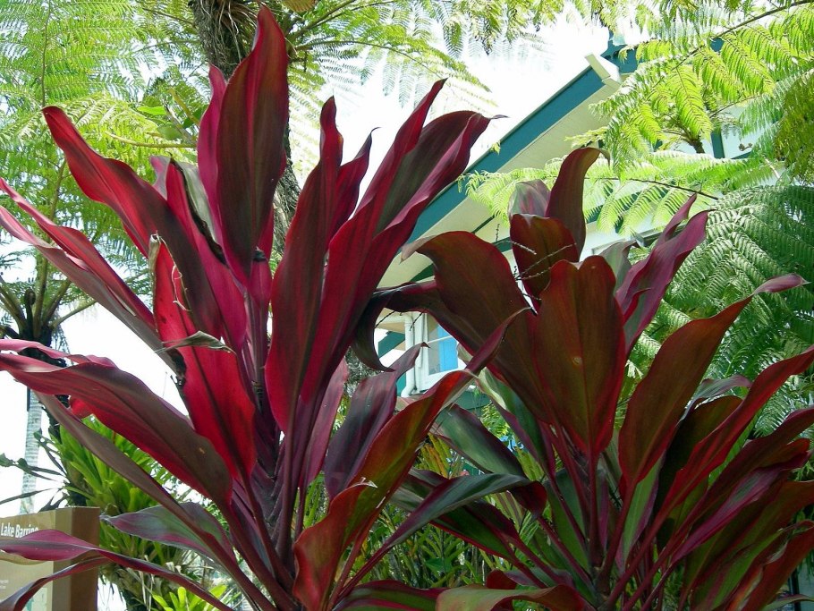 Кордилина кустарниковая Cordyline fruticosa