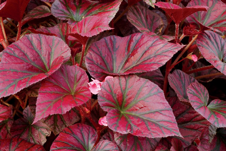 Бегония краснолистная Садовая