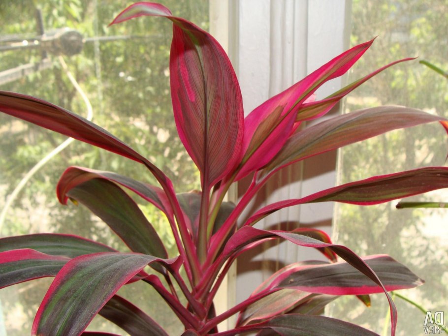 Кордилина терминалис