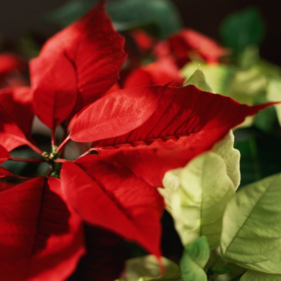 Комнатное растение с красными листьями