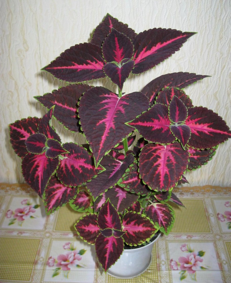 Колеус, Крапивка (Coleus)