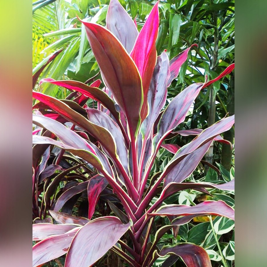 Кордилина терминалис