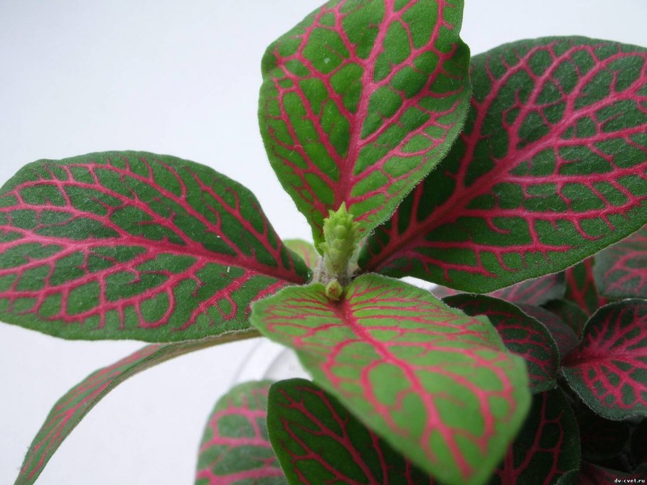 Фиттония зеленая с салатовыми прожилками