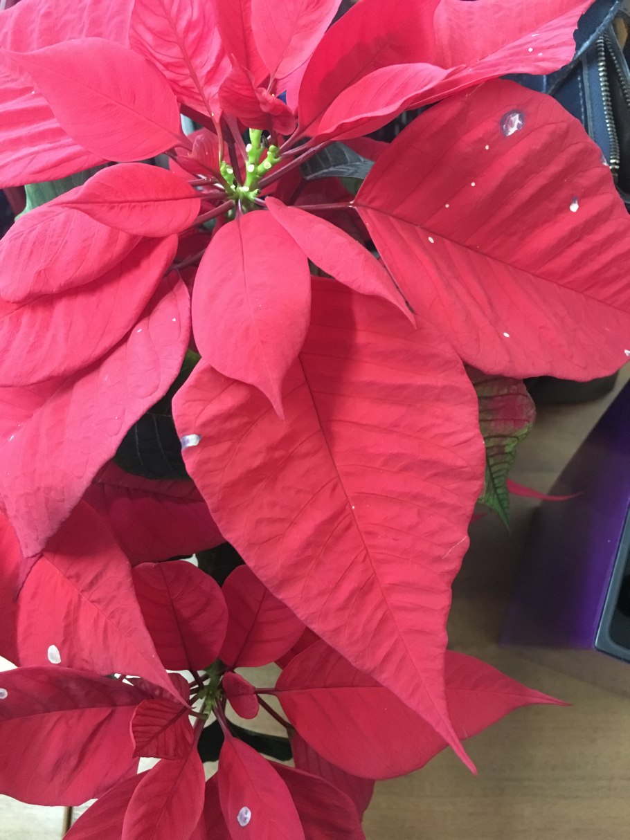 Рождественская звезда цветок