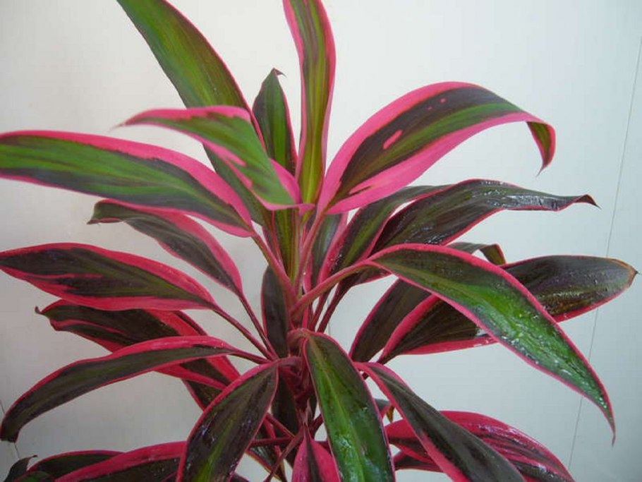 Аглаонема Кордилина