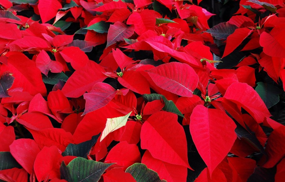 Пуансеттия autumn leaves