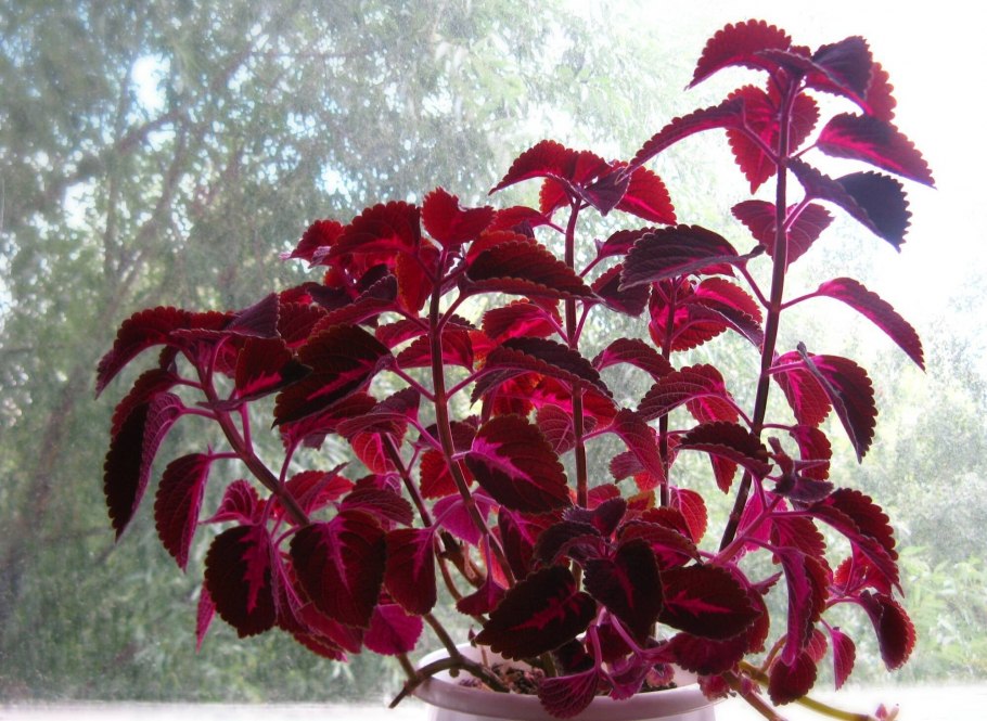 Колеус, Крапивка (Coleus)