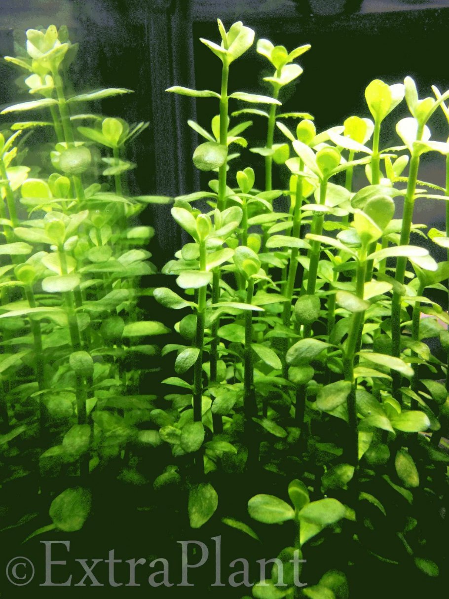 Бакопа монье аквариумное