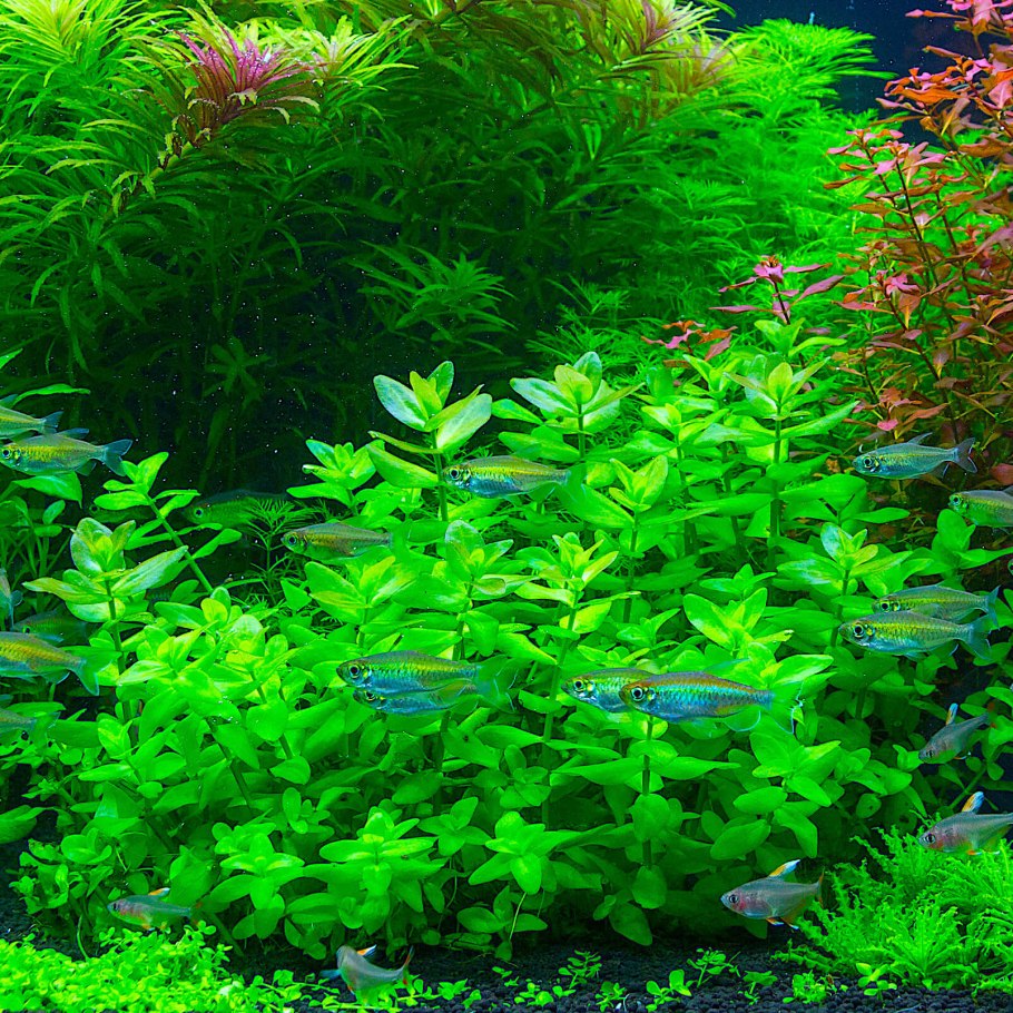 Бакопа Монье аквариумное