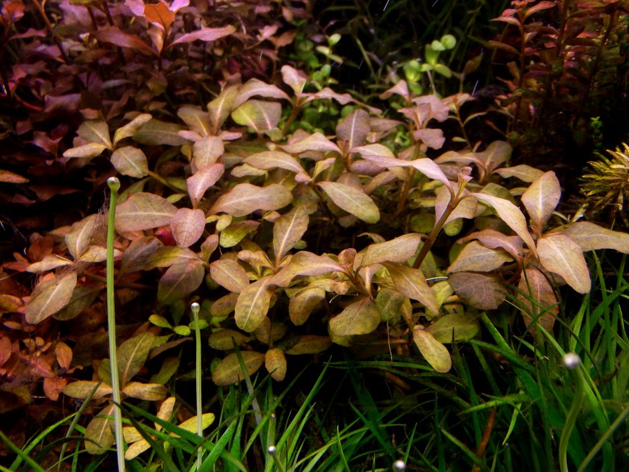 Бакопа Монье Bacopa monnieri