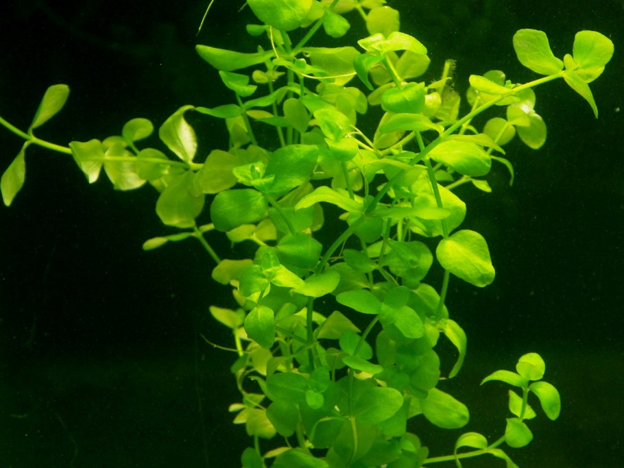 Бакопа Каролинская аквариумное