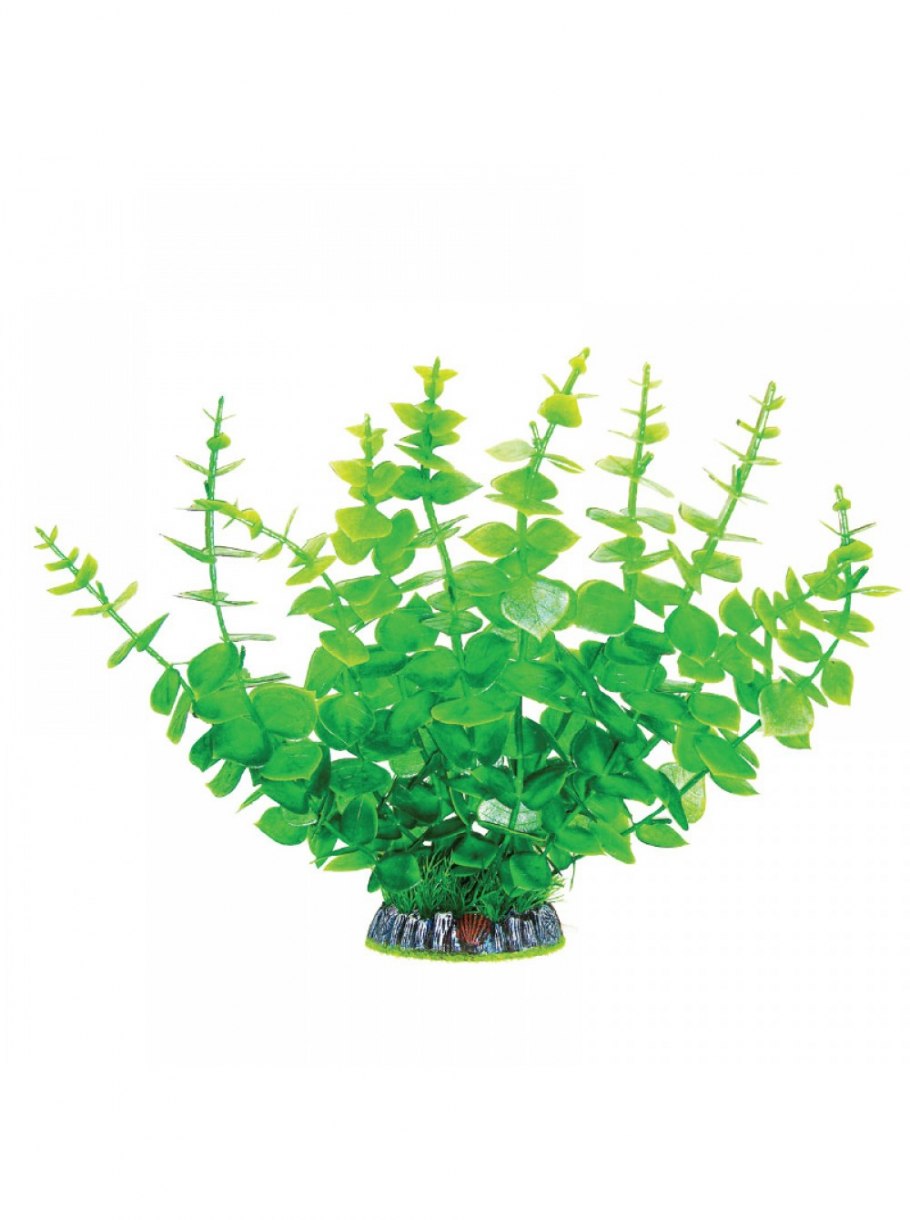 Бакопа аквариумная