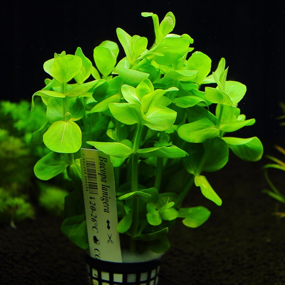 Искусственное растение Laguna Бакопа 10 см