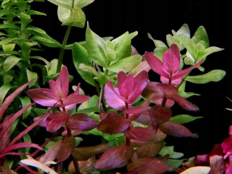 Аммания бонсай (Ammania SP.«Bonsai»)