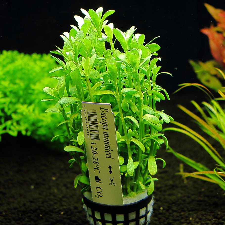 Ротала индийская (Rotala Indica)