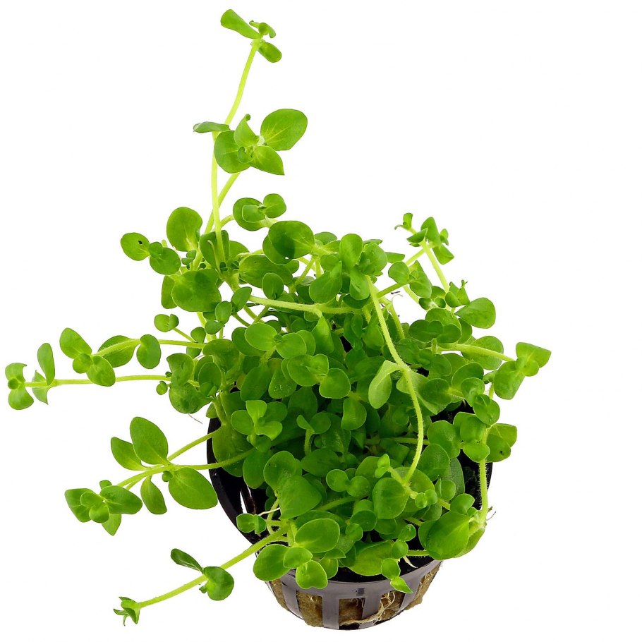 Набор искусственных растений для аквариума 30см (10шт) (AP-30)