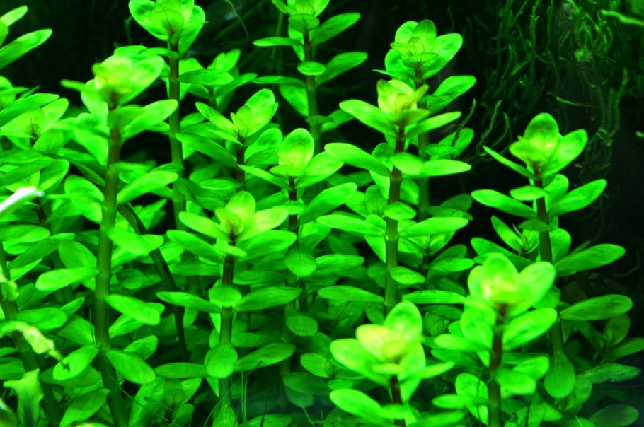 Бакопа каролинская аквариумная