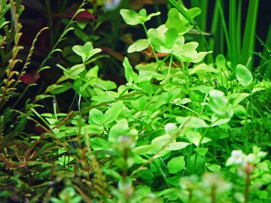 Бакопа Монье аквариумное