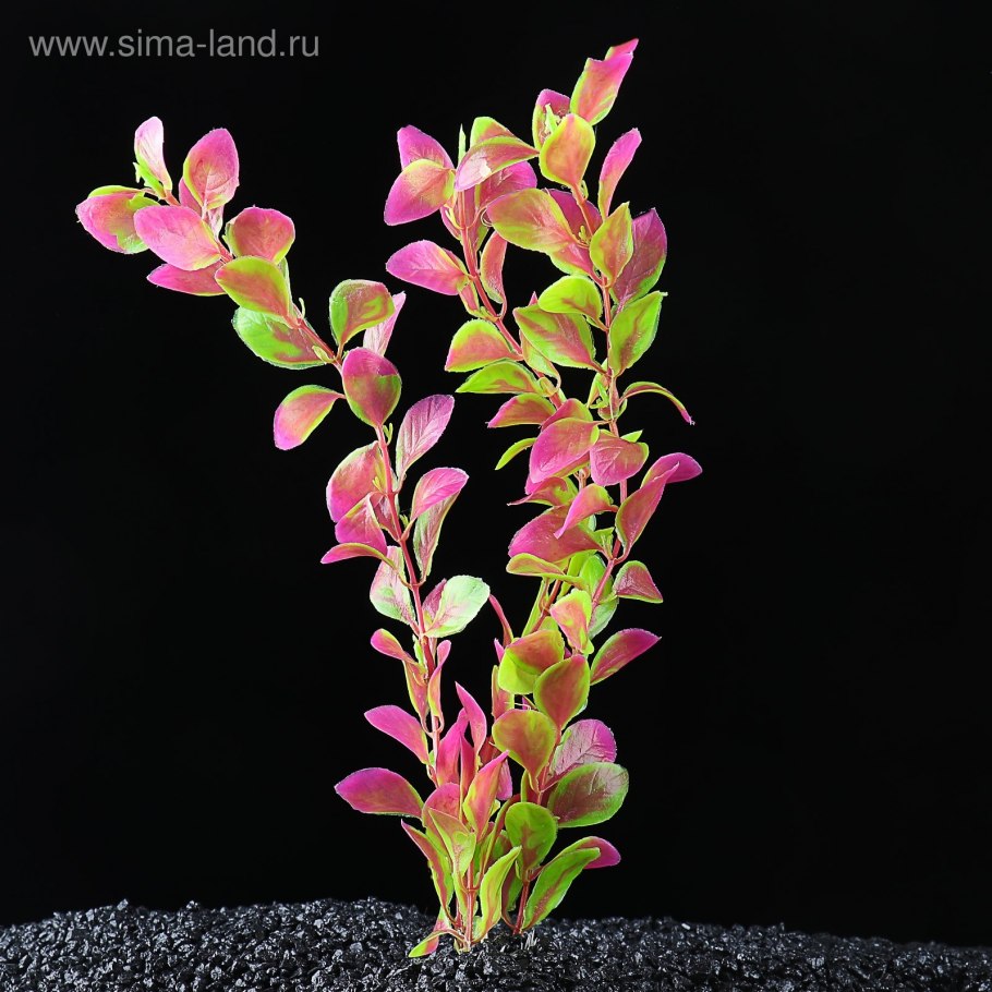 Растение "Бакопа" зеленая, 200мм