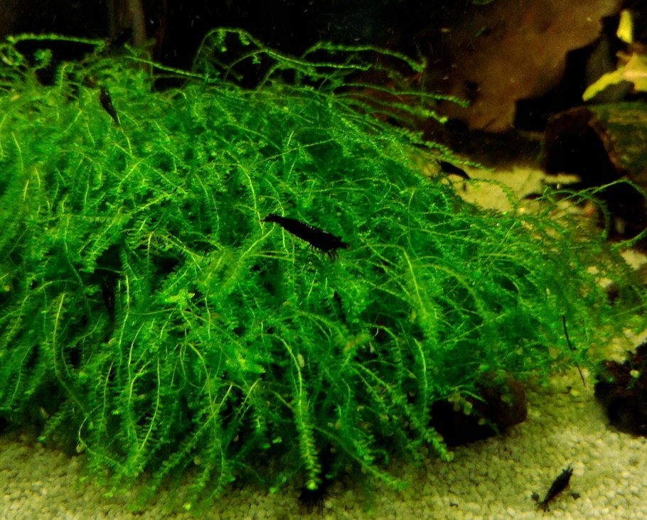 Бакопа Каролинская размножение