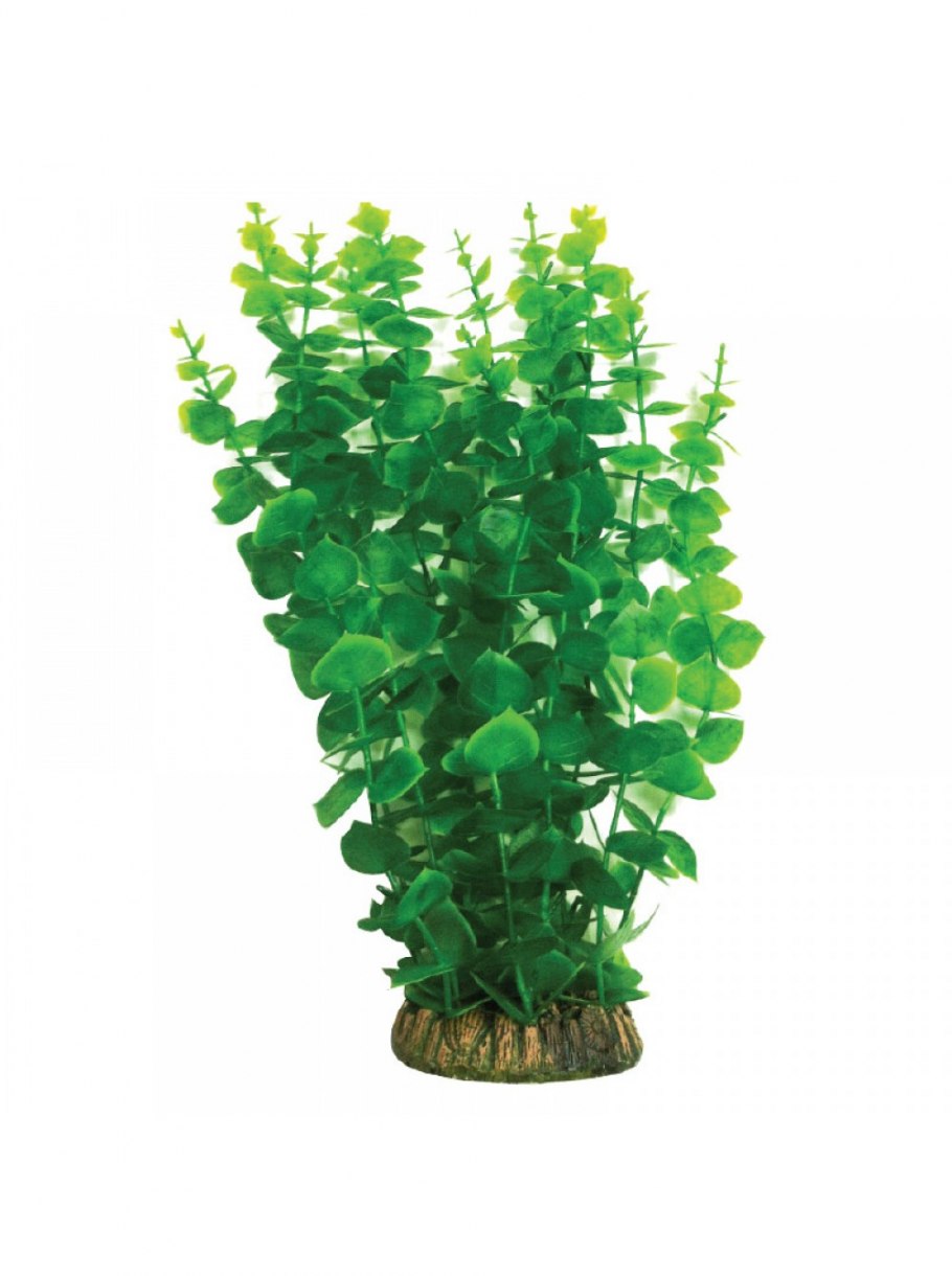 Бакопа австралийская аквариумное