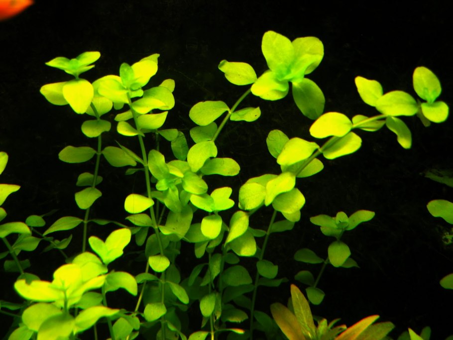 Бакопа австралийская аквариумное