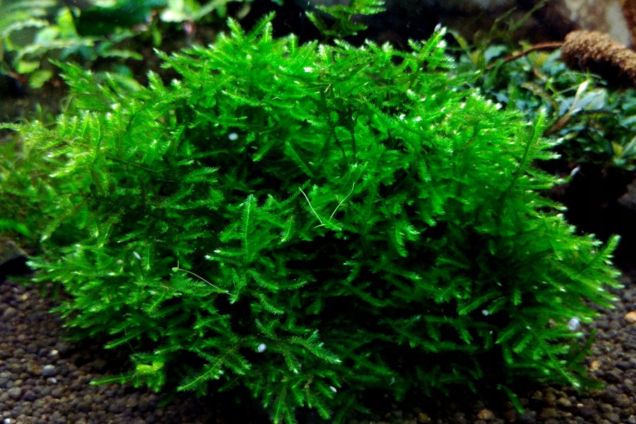 Бакопа с корнями