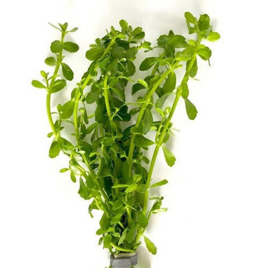 Бакопа Мадагаскарская аквариумное