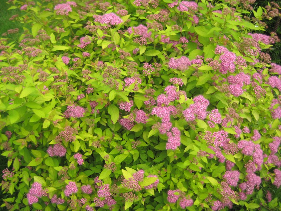 Spiraea japonica Candlelight