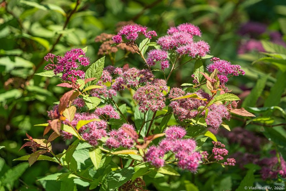 Спирея японская (Spiraea japonica)