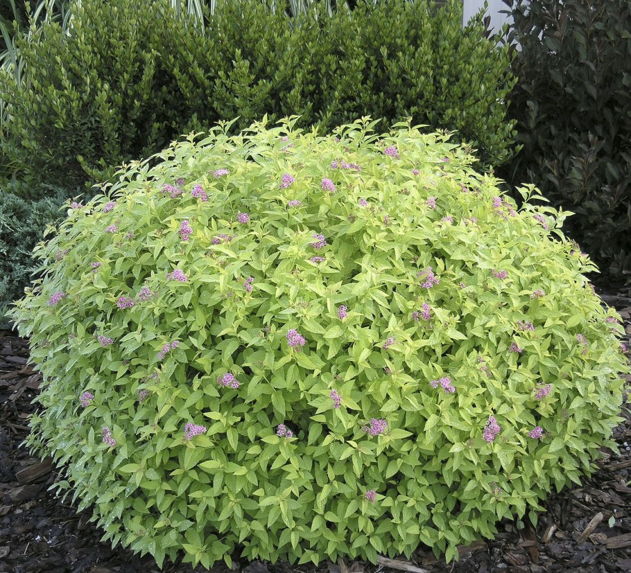 Spiraea japonica Anthony Waterer