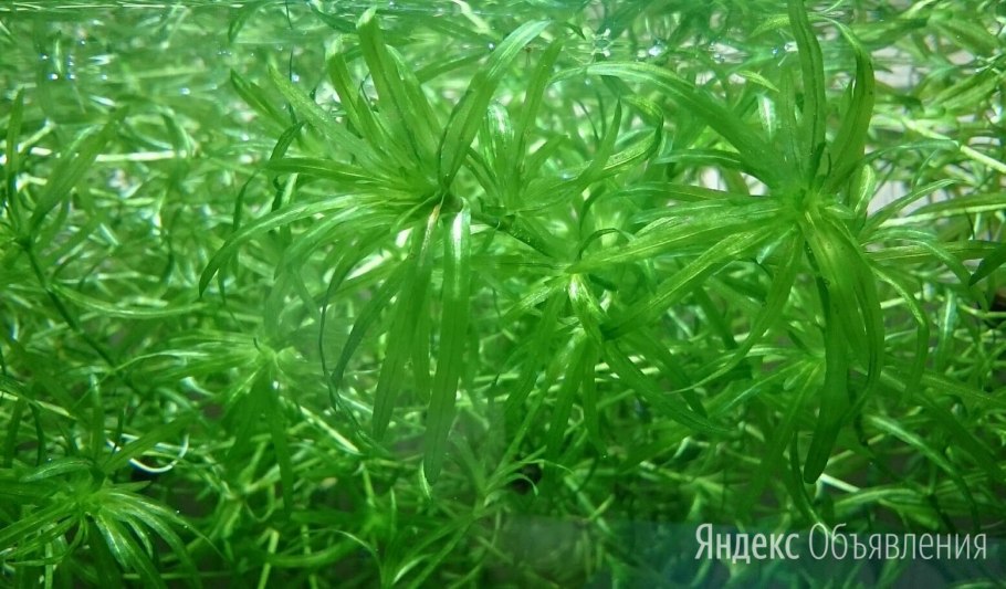 Najas guadalupensis аквариумное растение