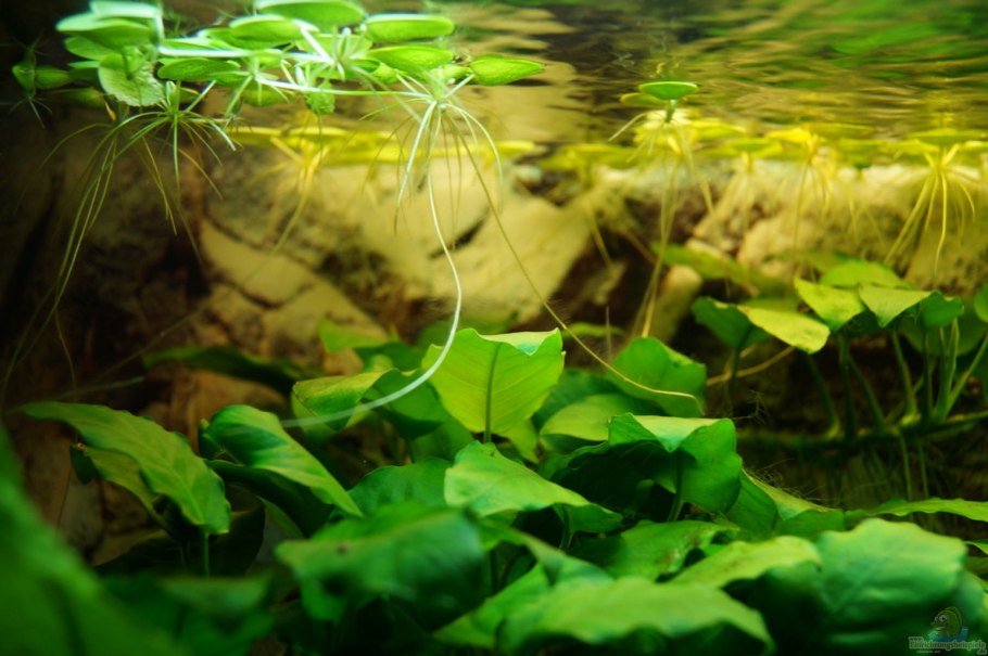 Лимнобиум побегоносный - (Limnobium stoloniferum)