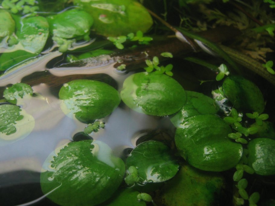 Limnobium stoloniferum