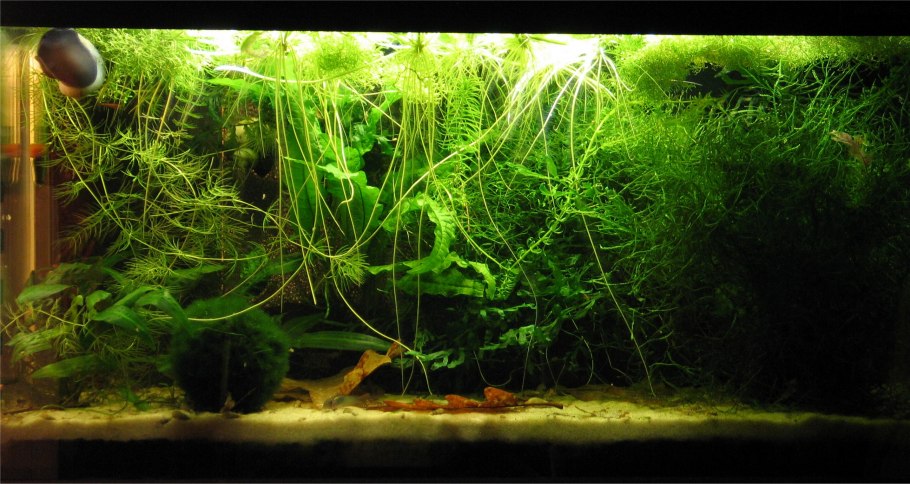 Limnobium stoloniferum