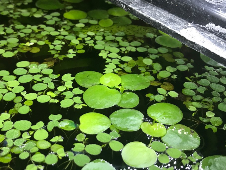 Водоросли Ряска в аквариуме