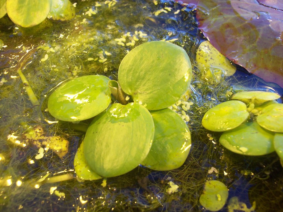 Водоросли плавают по воде в аквариуме