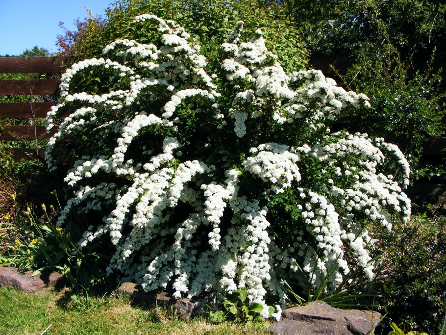 Спирея Широбана