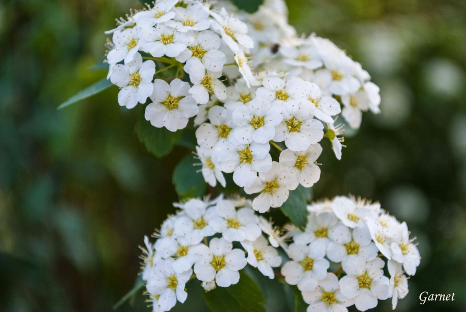 Spiraea japonica Goldmound