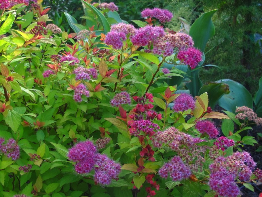 Spiraea japonica pruhoniciana