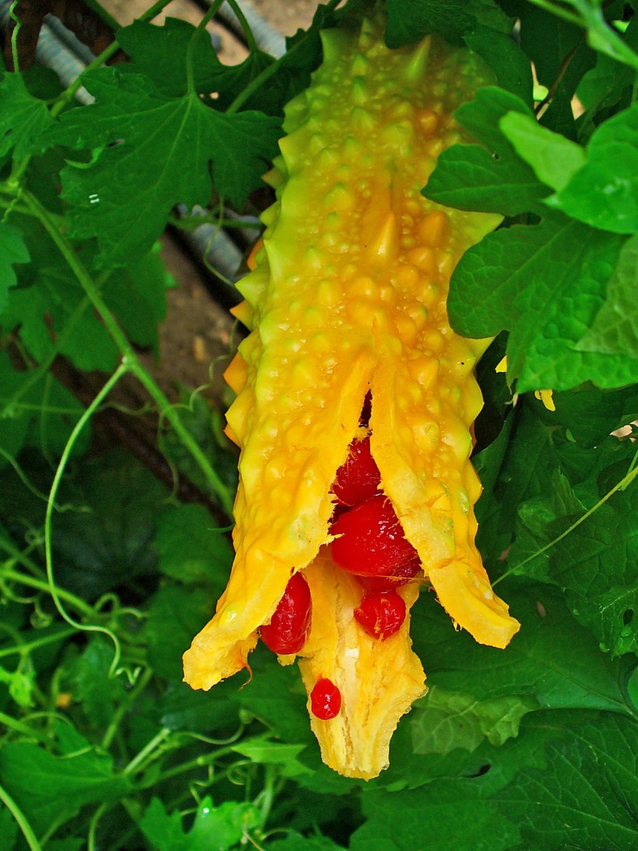 Момордика харанция