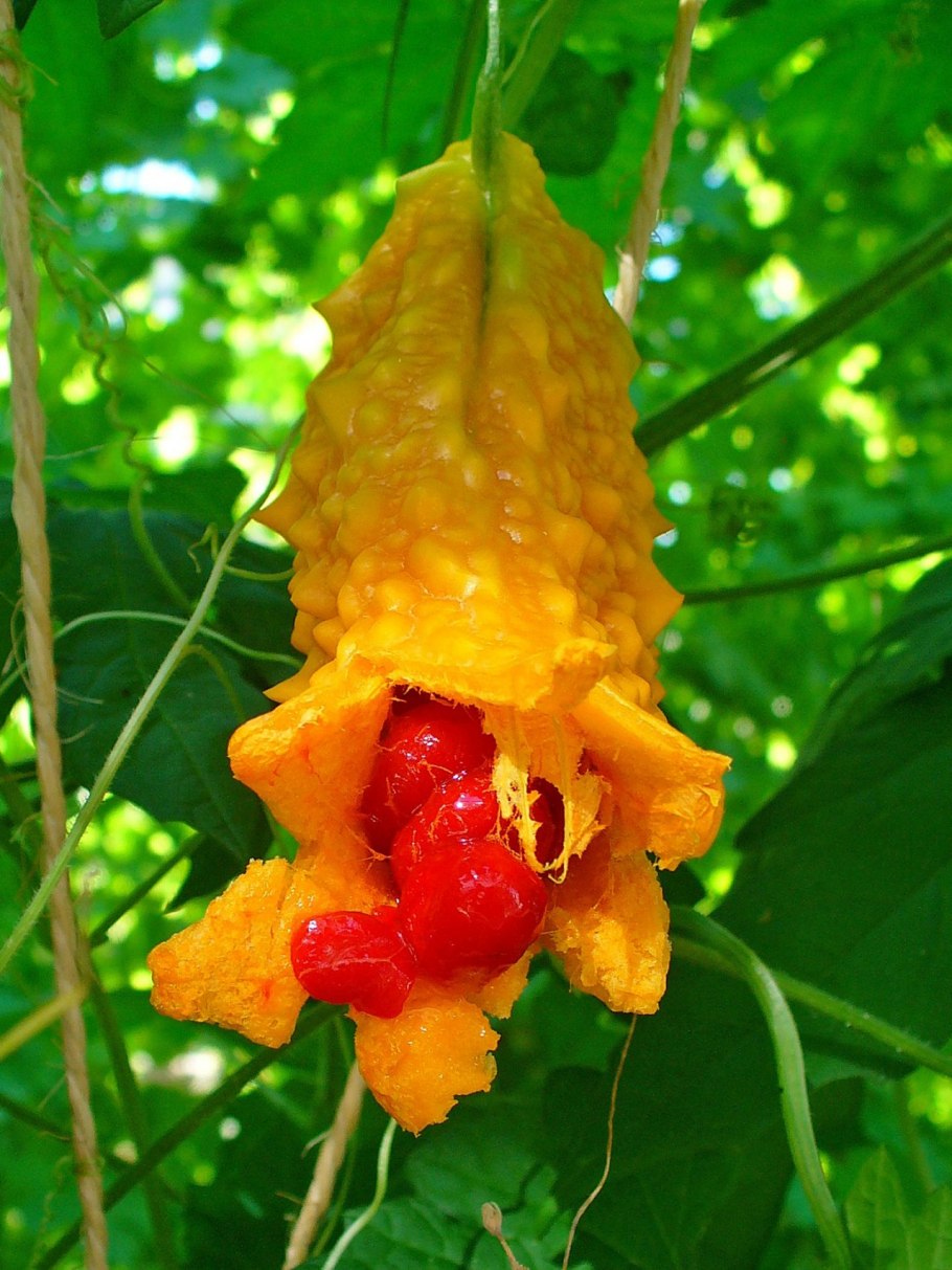 Индийский гранат момордика