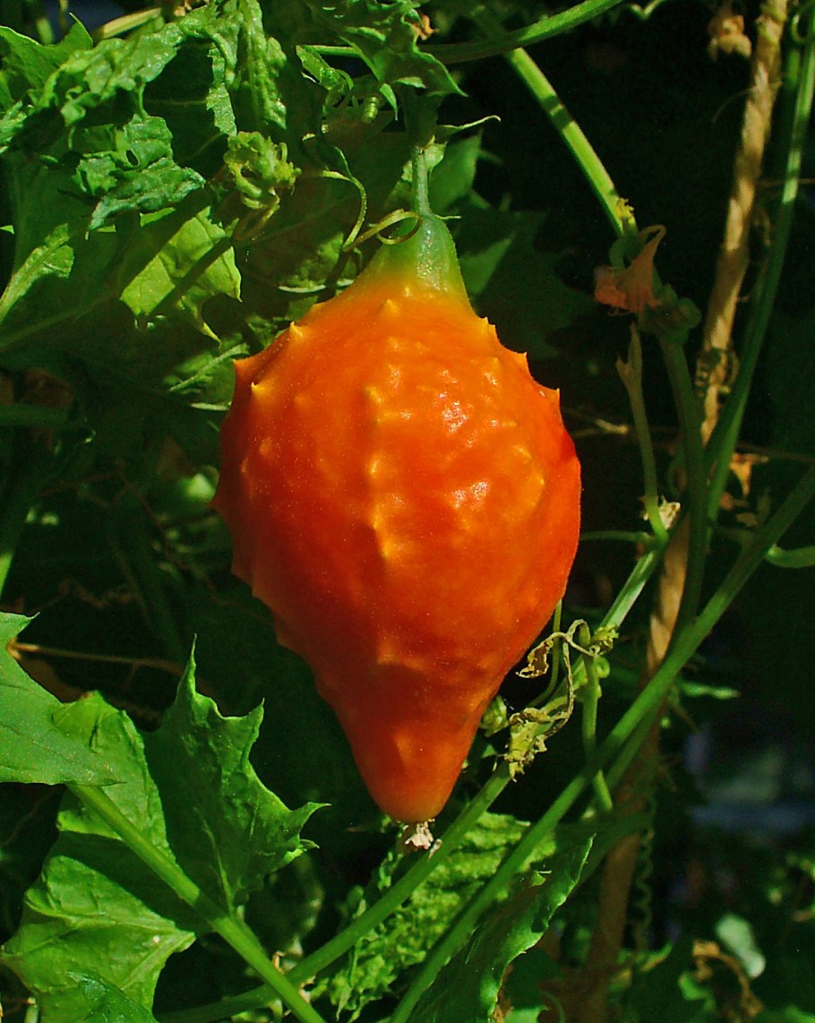 6. Момордика