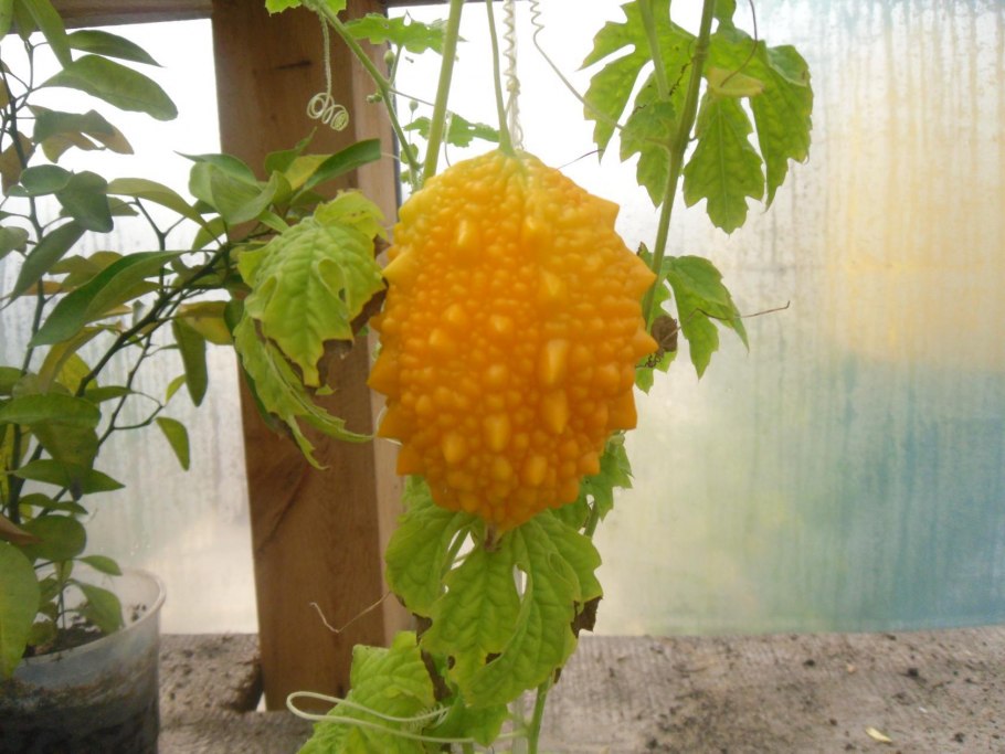 Момордика харанция (горькая дыня)