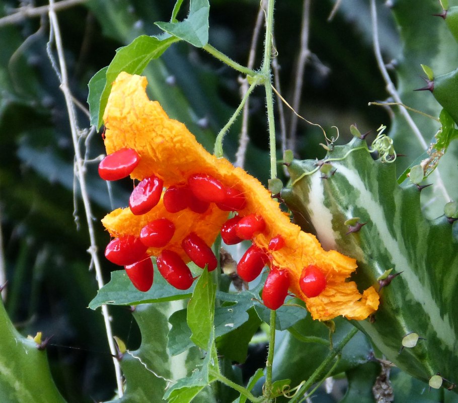 Момордика Гоша