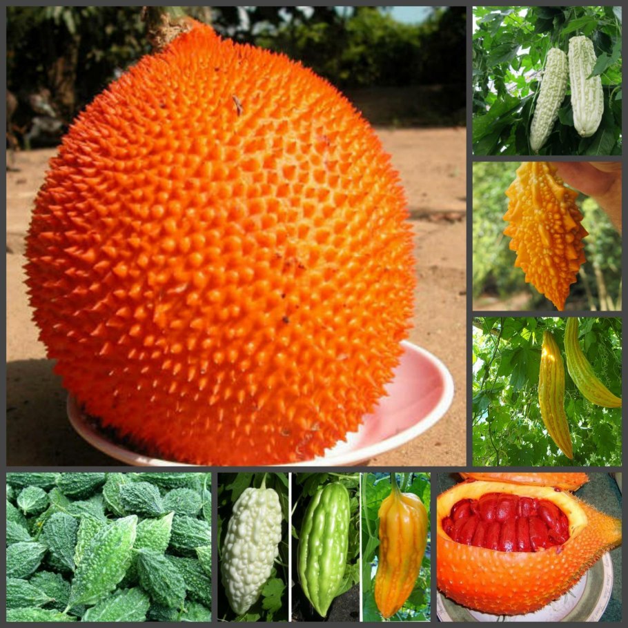 Момордика харанция растение